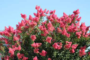 35 Dark PINK CREPE MYRTLE Lagerstroemia Indica Flowering Shrub Bush Small Tree Seeds